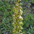 Blütenfoto Coeloglossum viride